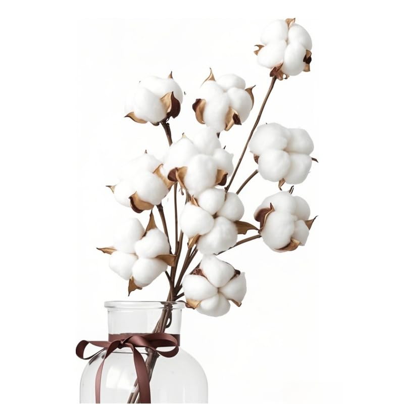 10 Fiori di Cotone Secco Naturale +5 Teste Decorative