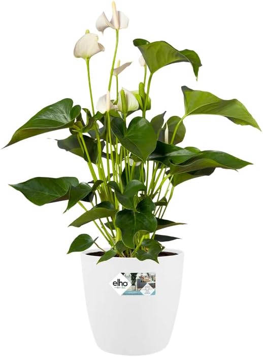 Elho Brussels Round Wheels 40 - Vaso per Interno - Ø 39 x H 36.5 - White - immagine 3