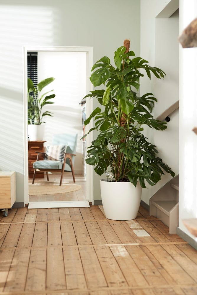 Elho Brussels Round Wheels 40 - Vaso per Interno - Ø 39 x H 36.5 - White - immagine 7