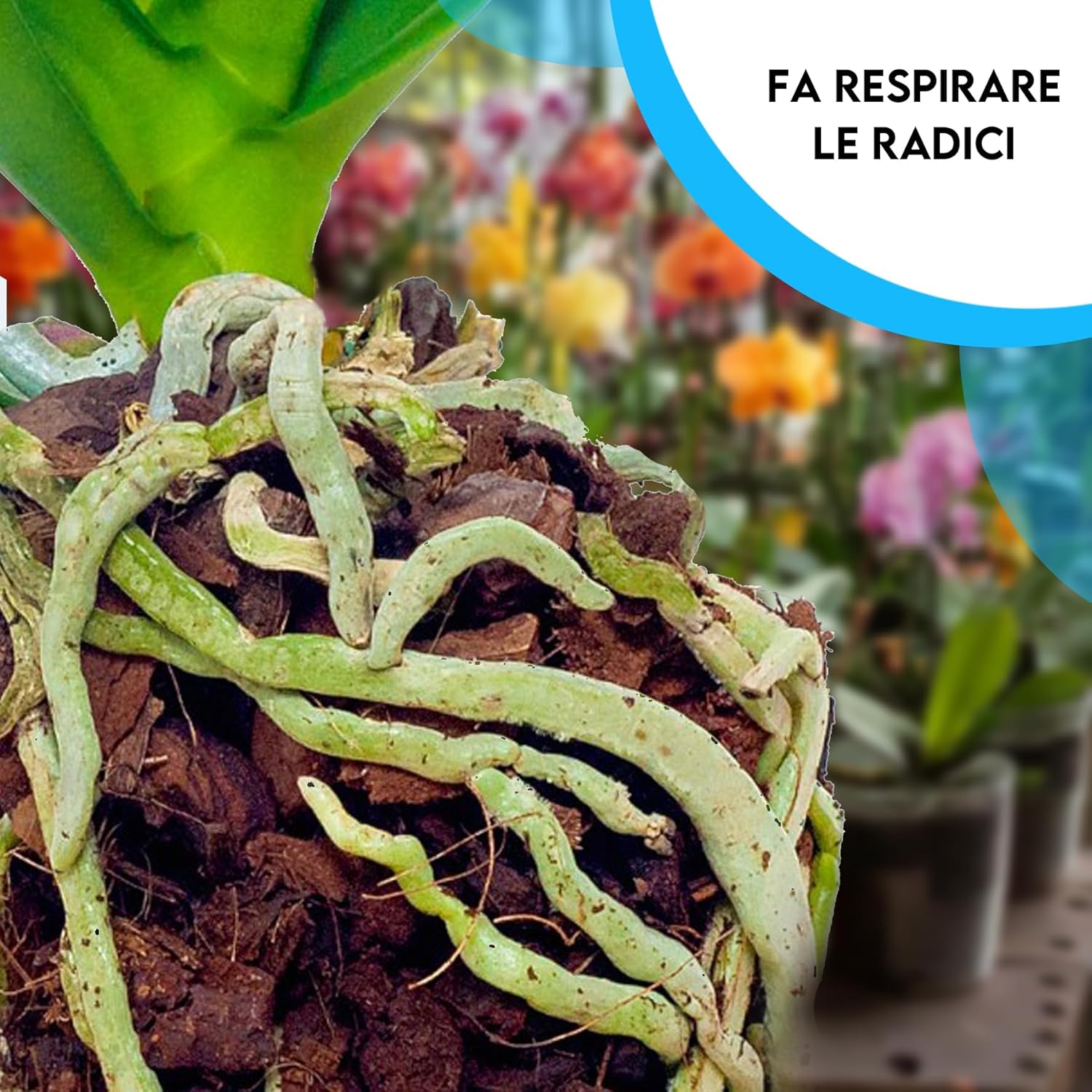 ZOMA Lana di Roccia per Piante 2L - immagine 4