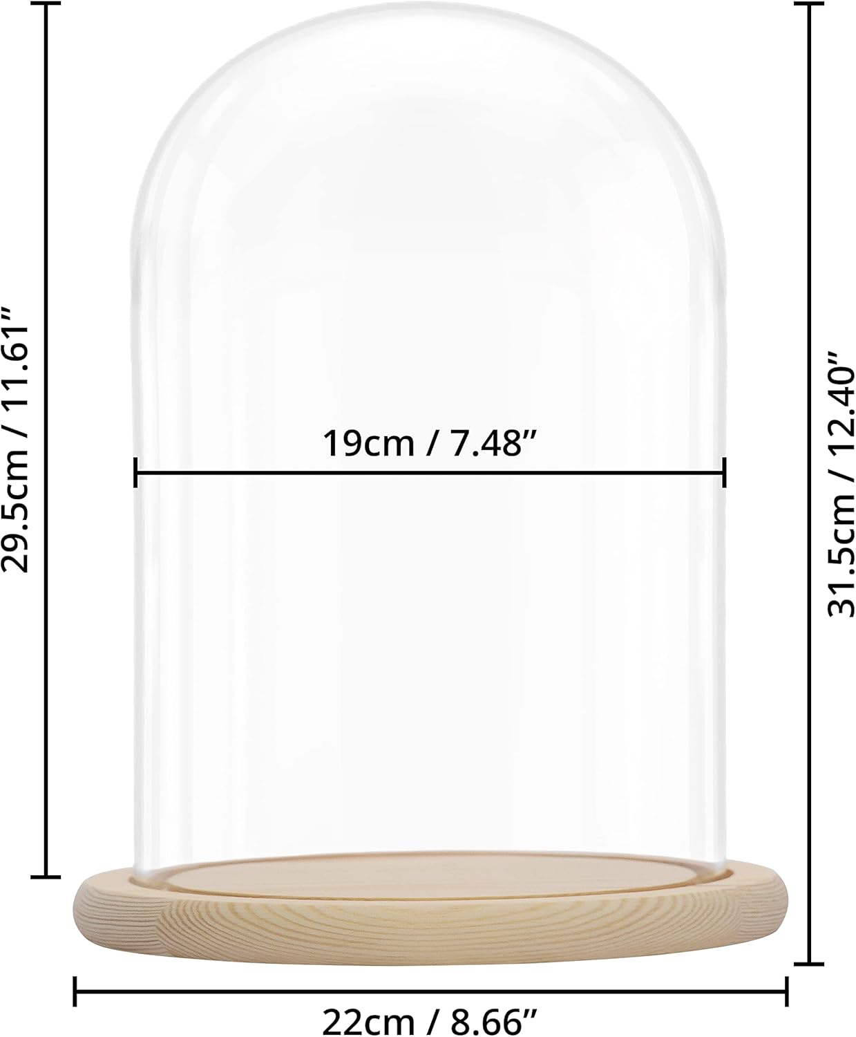 BELLE VOUS Campana di Vetro con Base in Legno - 31,5 cm - immagine 2
