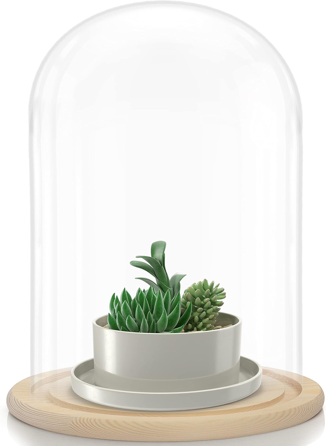 BELLE VOUS Campana di Vetro con Base in Legno - 31,5 cm - immagine 4