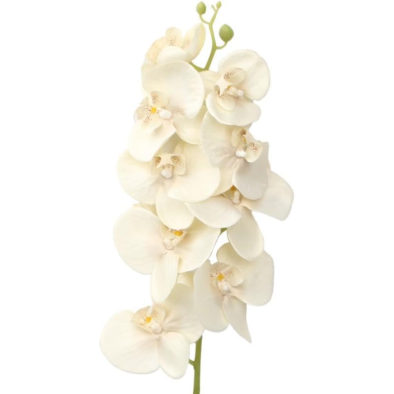 Drw Set 12 Rami Artificiali Orchidee in PU-Foam, Crema