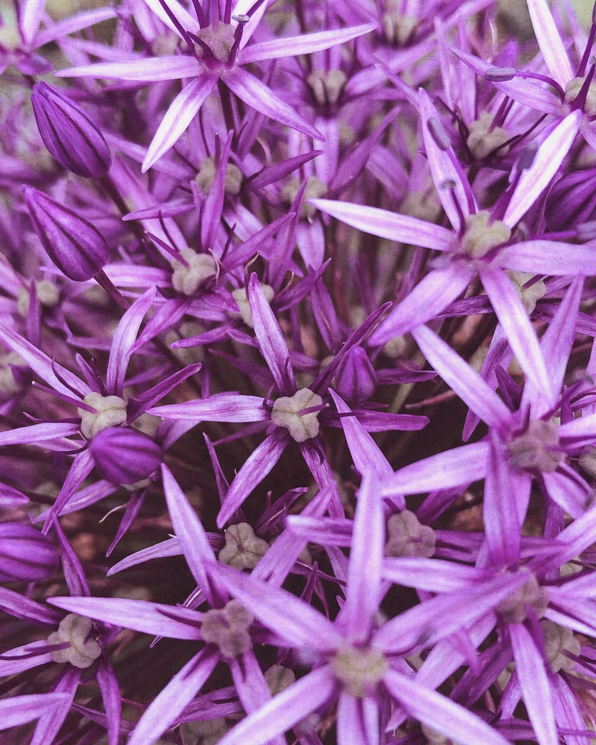 Rasch Wallpaper 364125 Magicwalls 2,65m x 2,12m