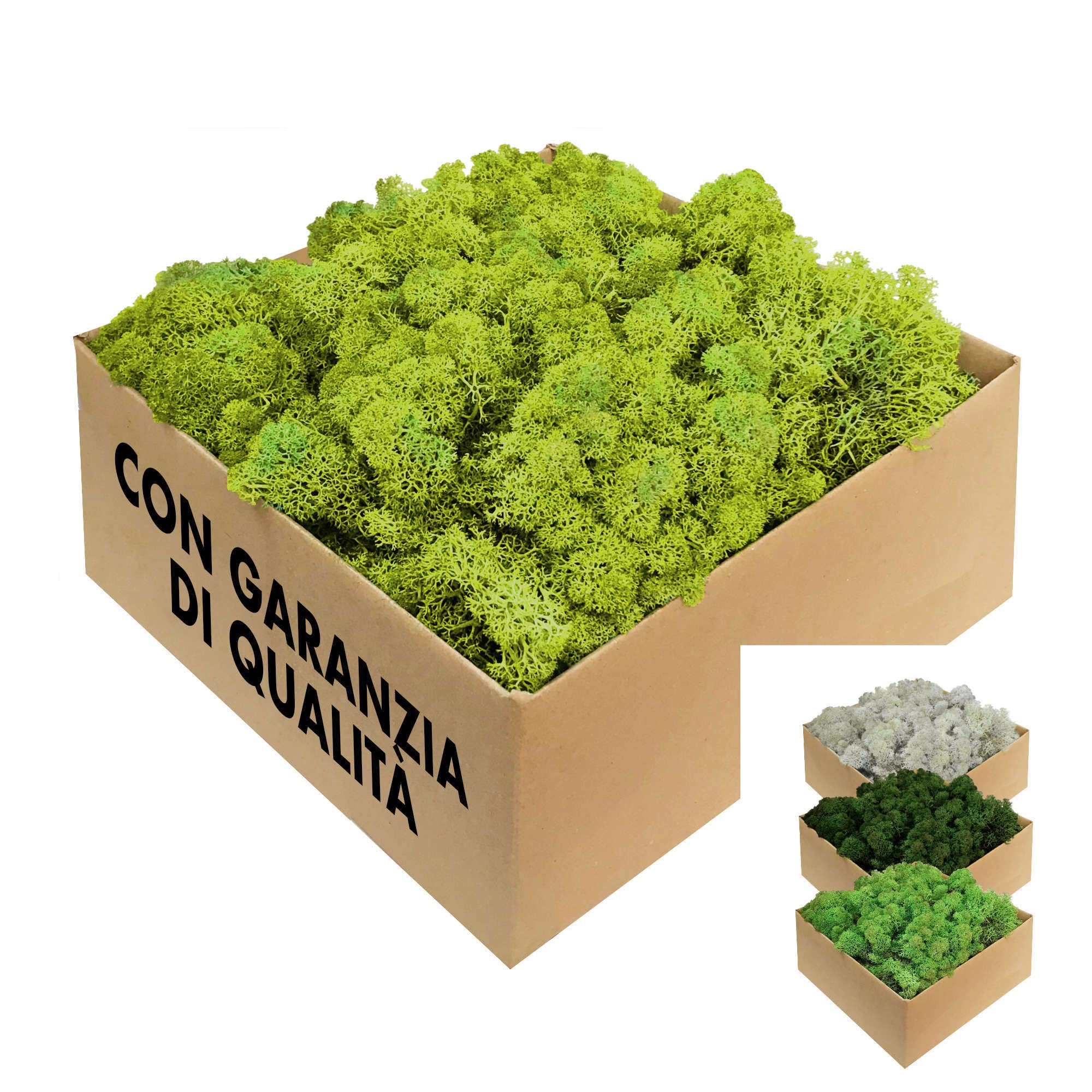 GJS Islandmoos Muschio da 1 kg / 500 g / 200 g, diversi colori, vero ...