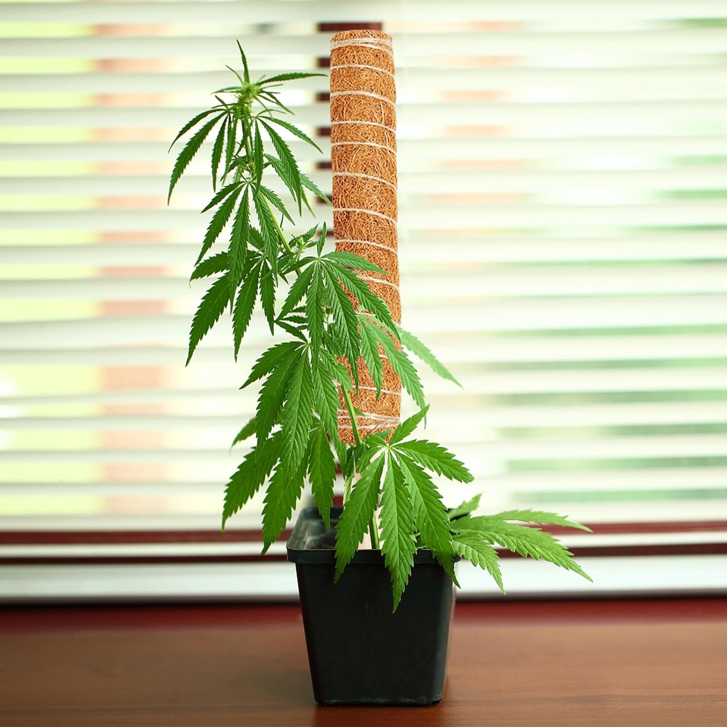 Newpop Palo Totem Fibra di Cocco 40cm (2 Pezzi) - immagine 3