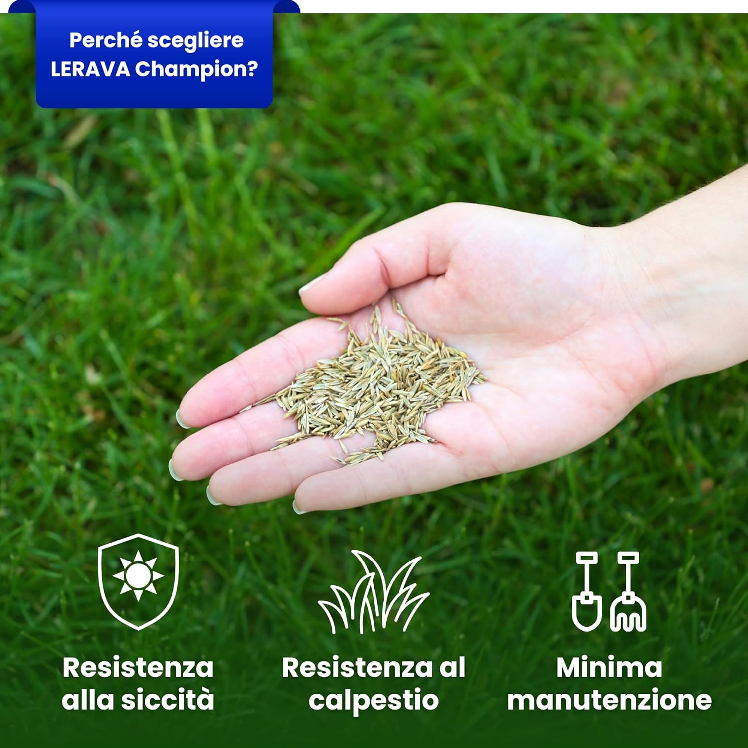 Lerava® CHAMPION - Semi Prato Resistente 30m² - immagine 2