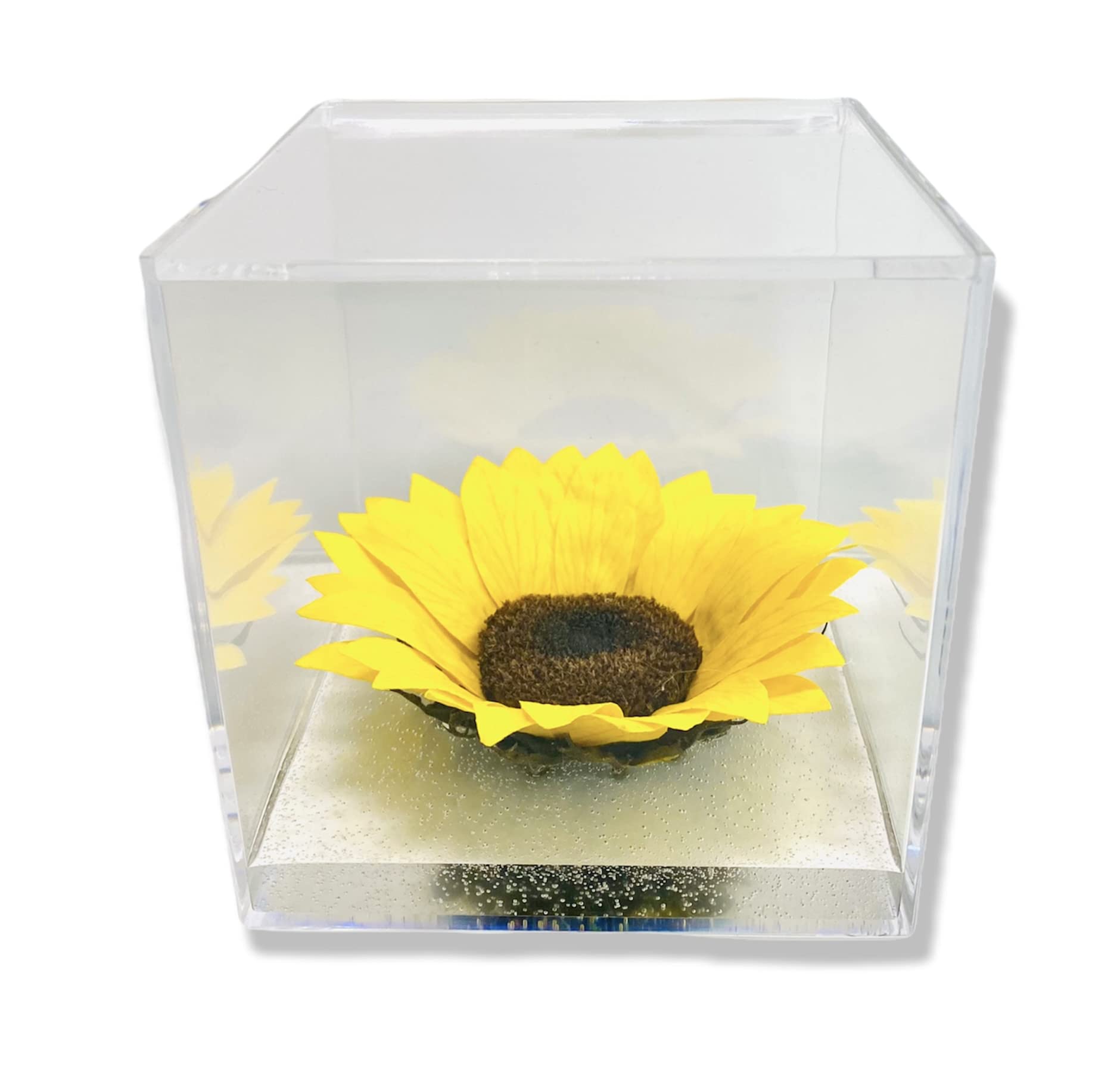 Cubo Girasole Stabilizzato 12cm Effetto Acqua