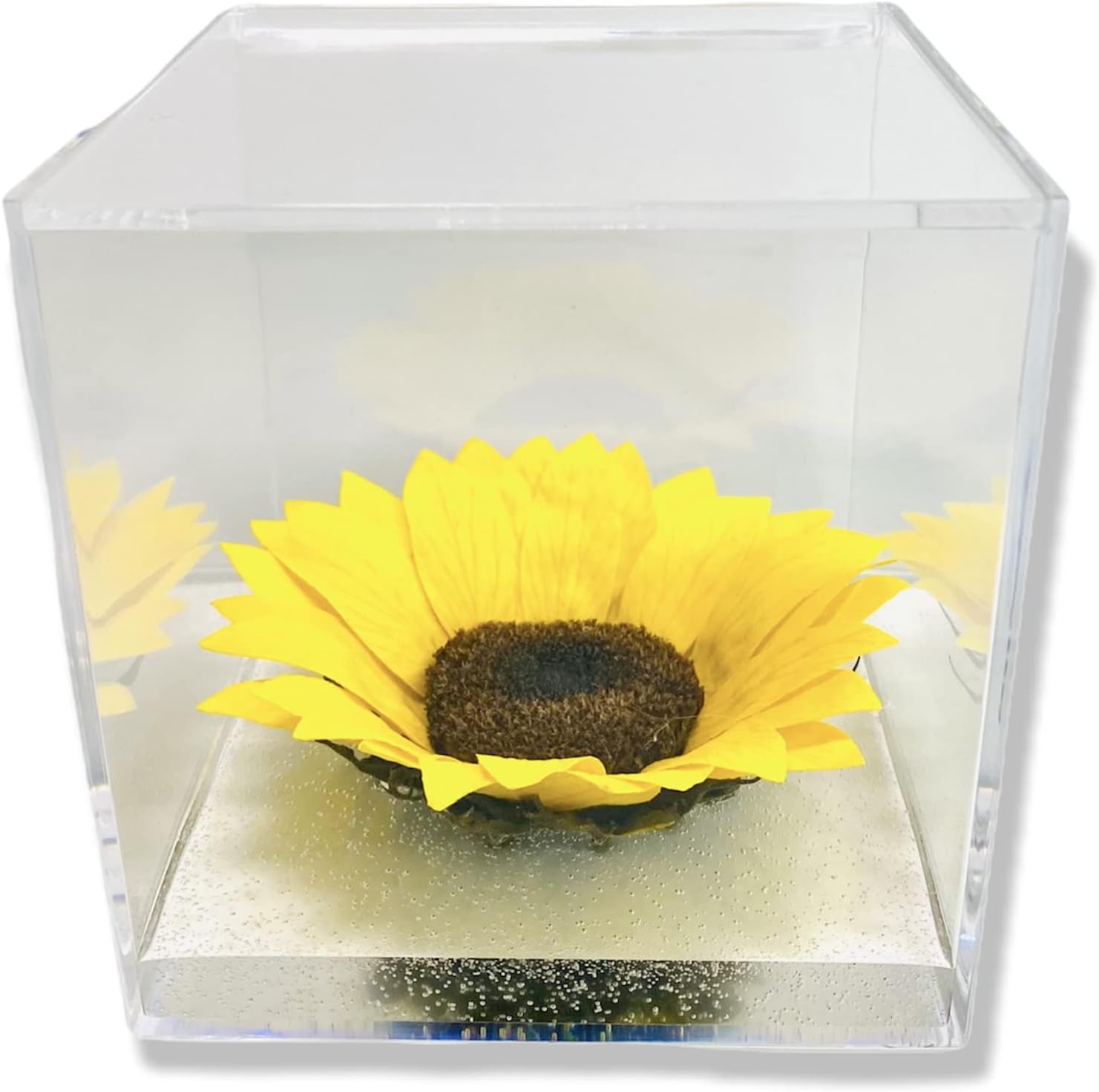 Cubo Girasole Stabilizzato 12cm Effetto Acqua - immagine 1