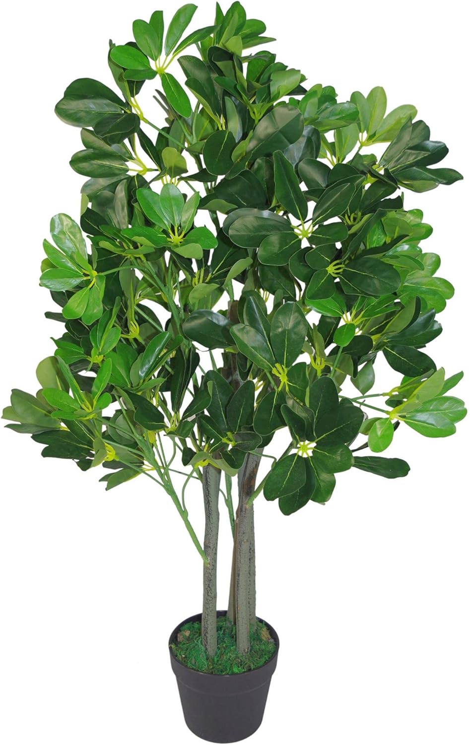 Leaf Arboricola artificiale, pianta sempreverde, verde scuro