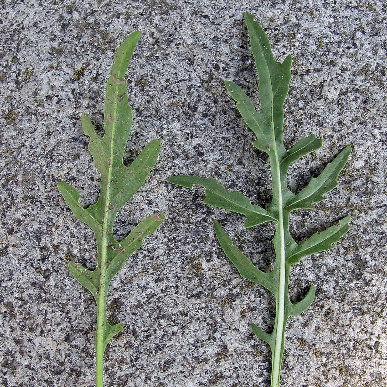 Rucola selvatica (Diplotaxis muralis) - circa 1500 semi | Magic Garden ...