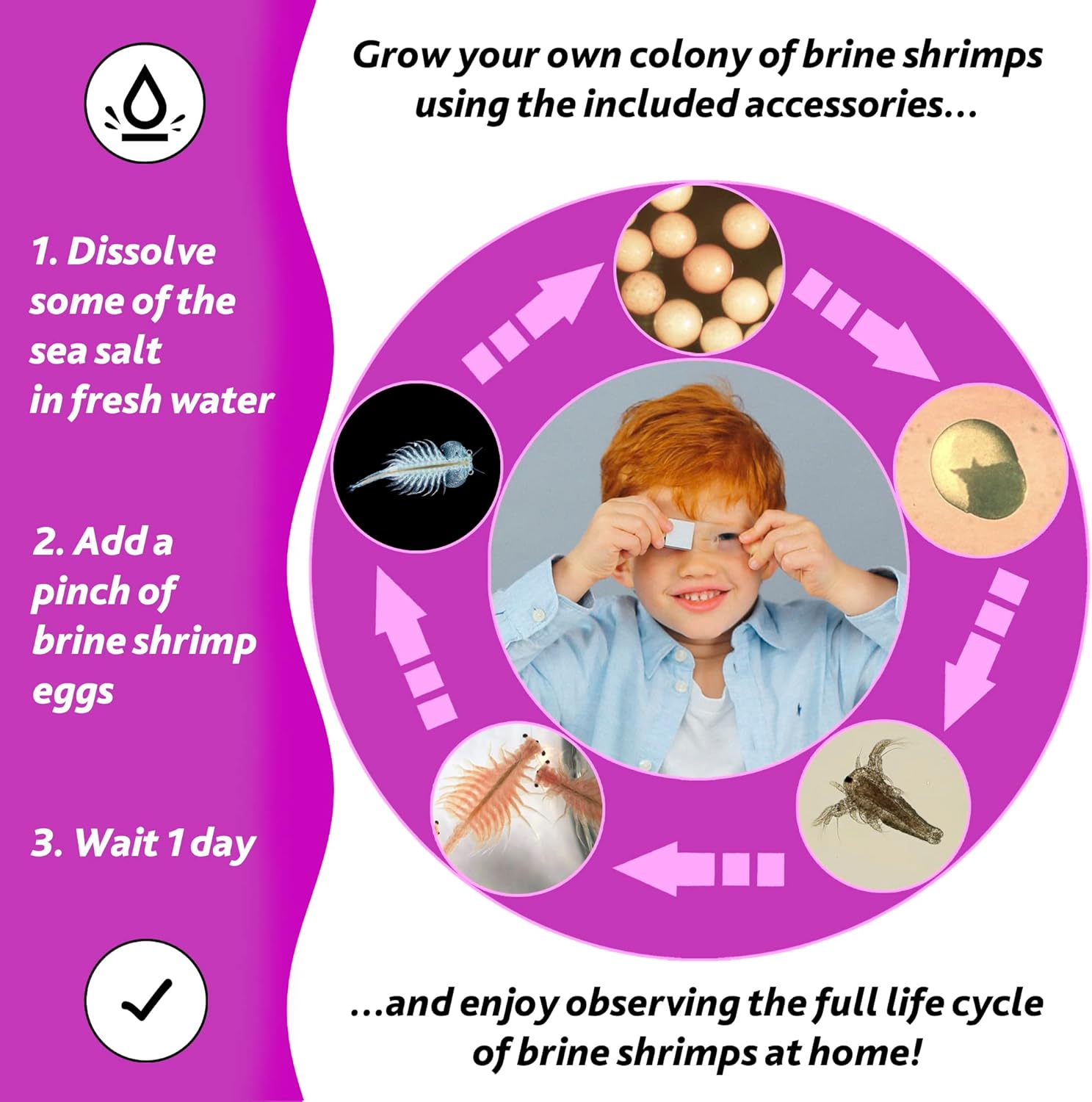 Levenhuk LabZZ M101 Amethyst - Microscopio Bambini 640x - immagine 5