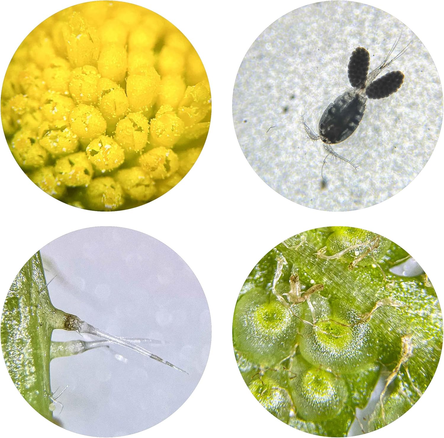 Bresser 8852001 - Microscopio a Luce Trasmessa e Incidente - immagine 5