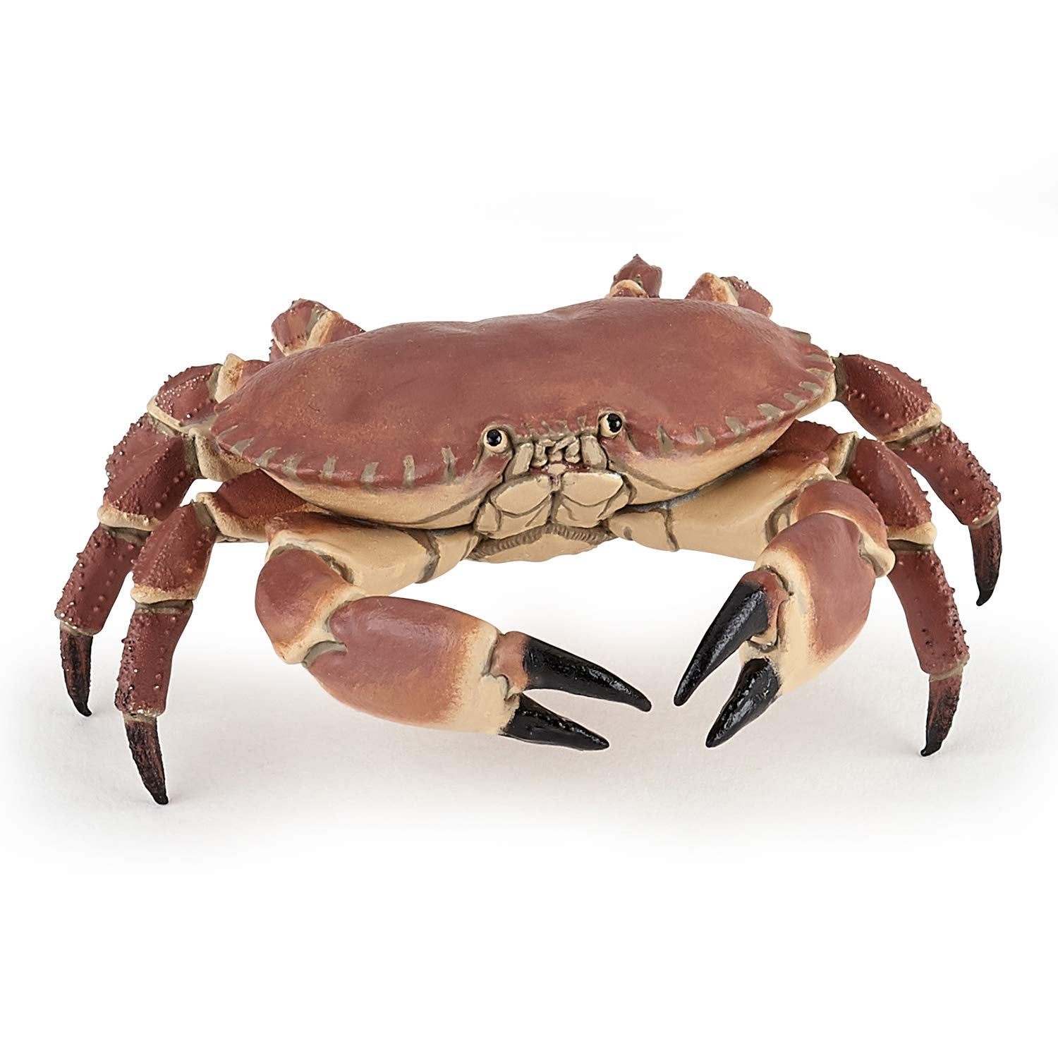 Papo - Granchio realistico - Statuetta marina educativa - 3 anni - Mondo marino - Dipinta a mano - Stimola l'immaginazione - 8 cm x 7,5 cm x 2,5 cm - Giocattolo educativo - Idea regalo