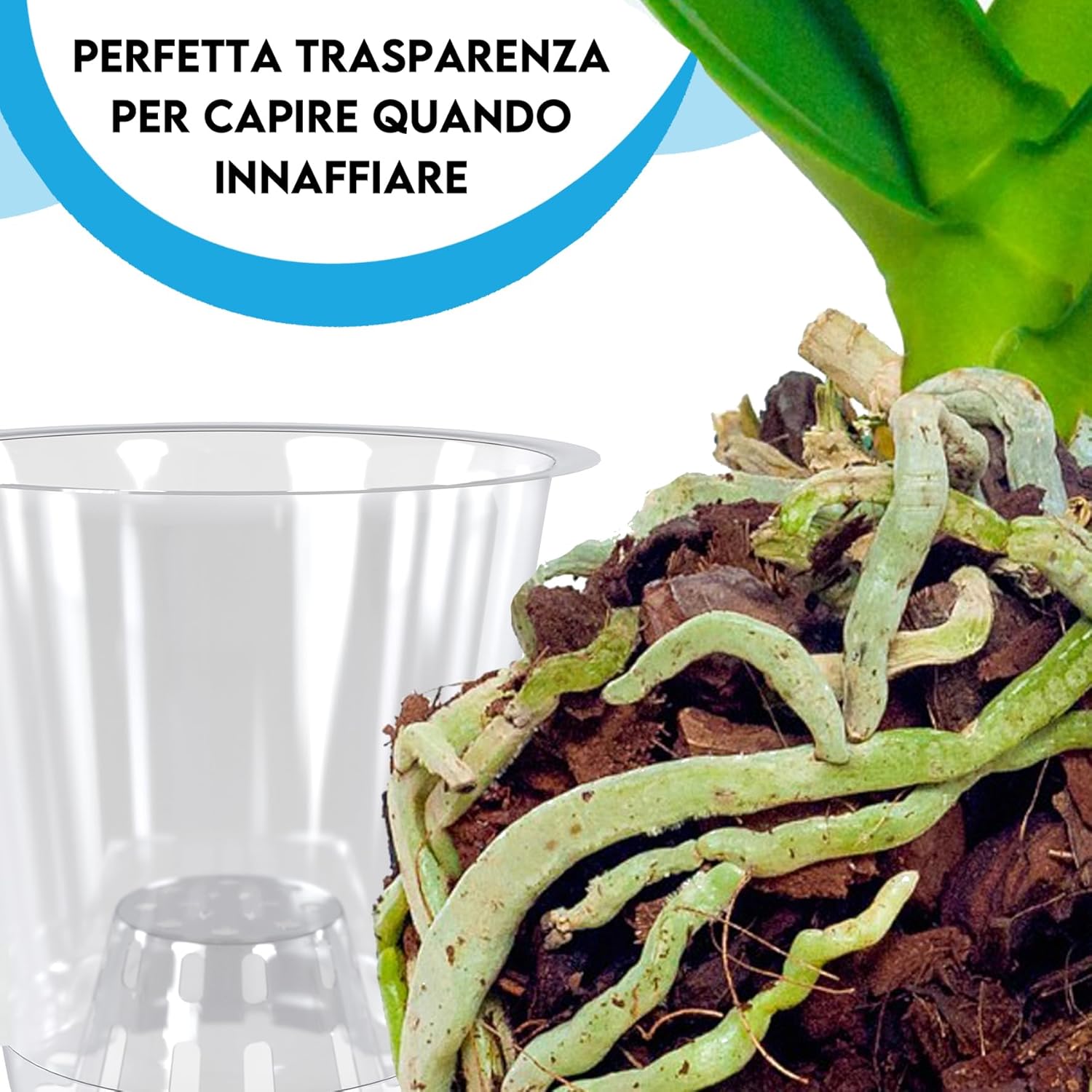 ZOMA - Set 3 Vasi Trasparenti per Orchidee Ø 9Cm - immagine 3