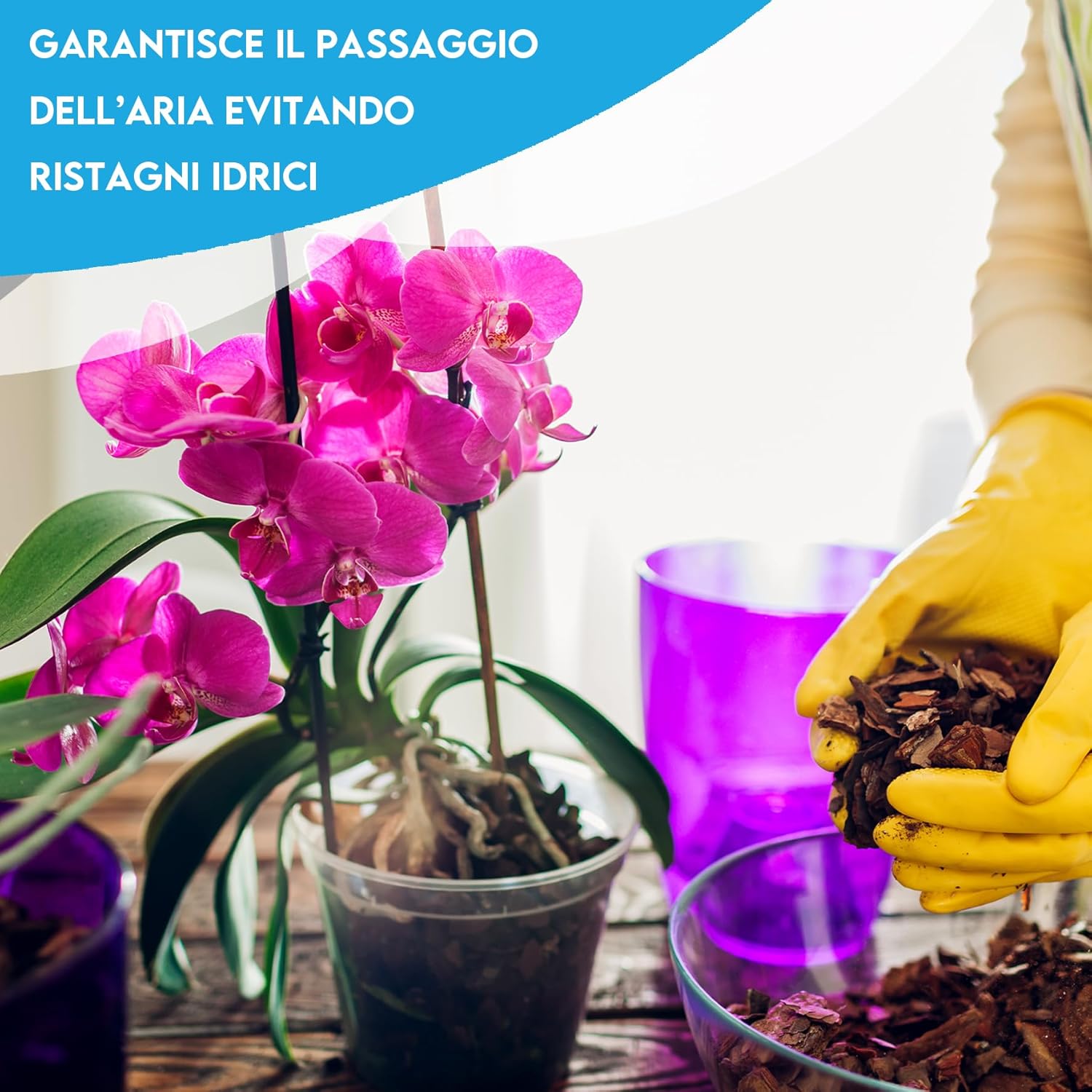 ZOMA - Set 3 Vasi Trasparenti per Orchidee Ø 9Cm - immagine 4