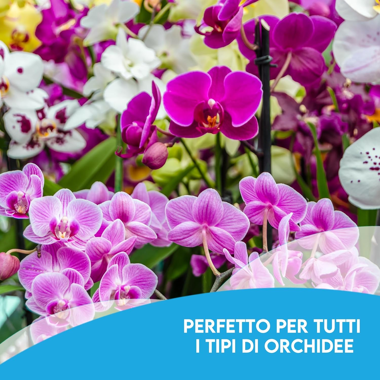 ZOMA - Set 3 Vasi Trasparenti per Orchidee Ø 9Cm - immagine 5