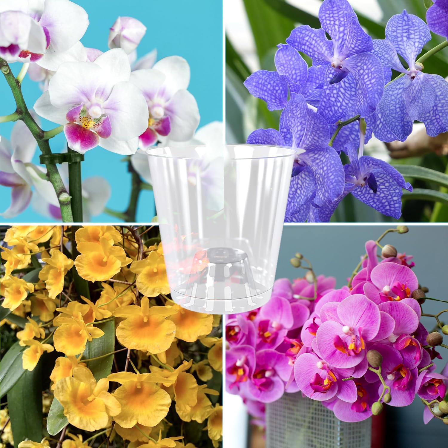 ZOMA - Set 3 Vasi Trasparenti per Orchidee Ø 9Cm - immagine 6