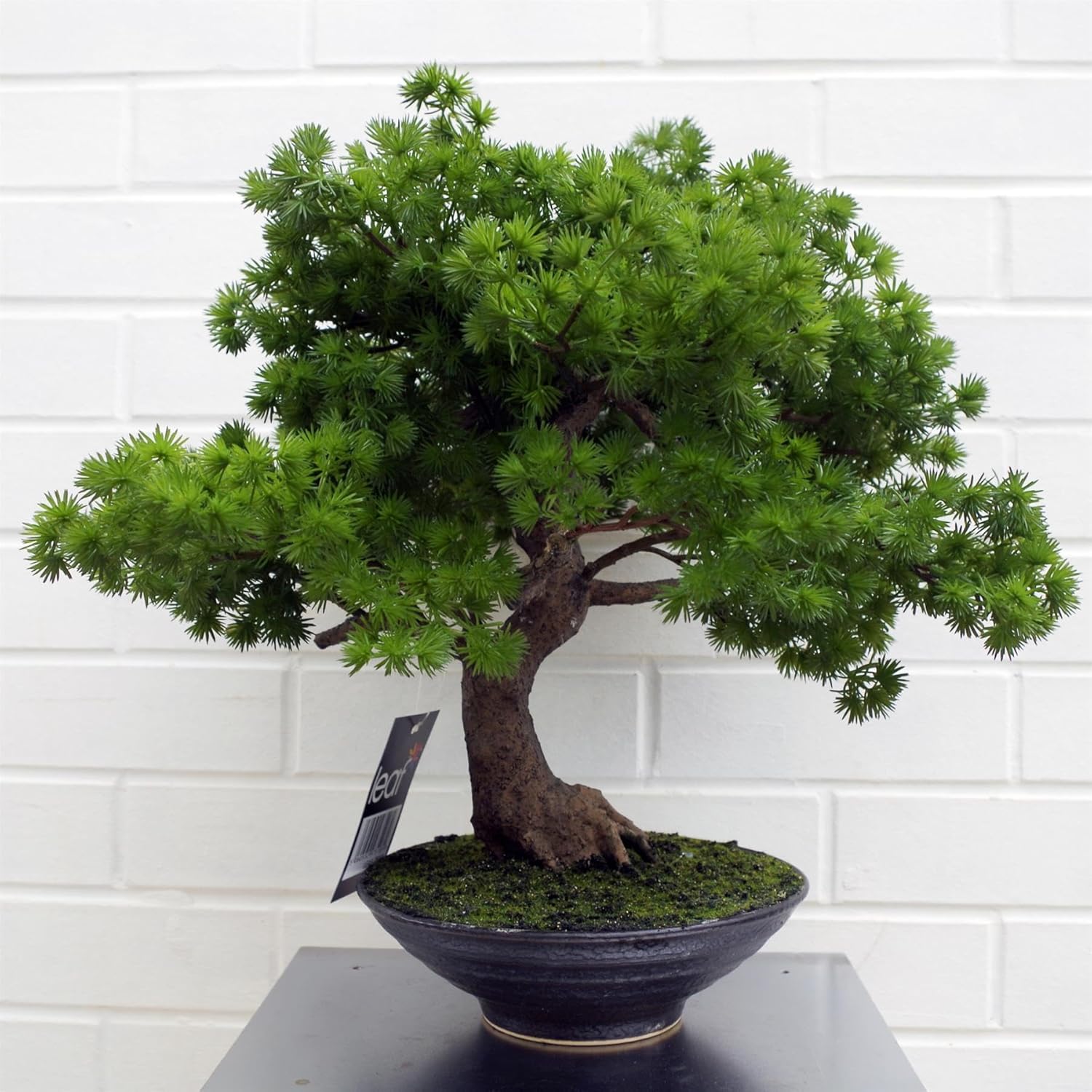 Leaf Artificiale, Bonsai di Pino, 50 cm - immagine 1