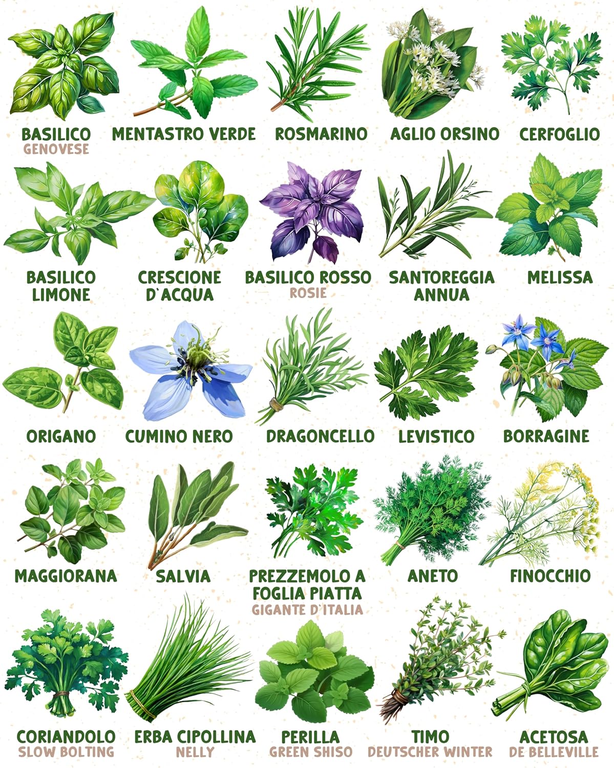 Set di Semi Bio Erbe Aromatiche e Ortaggi (100 pezzi) - immagine 7