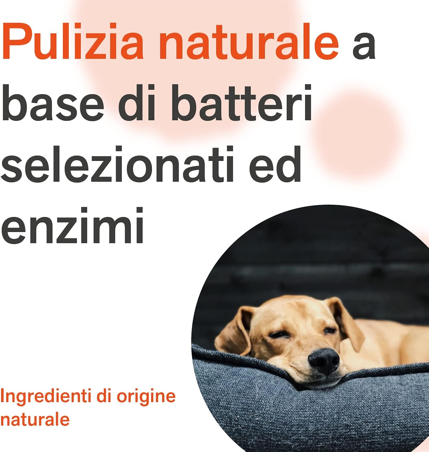 BactPro BactPets - Elimina Odori e Macchie Cani e Gatti 700ml - immagine 5