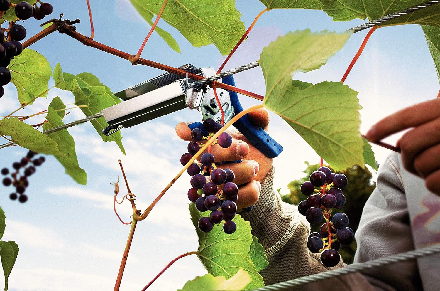 Rapid 40107753 Pinza per Vigneto, Blu - immagine 2