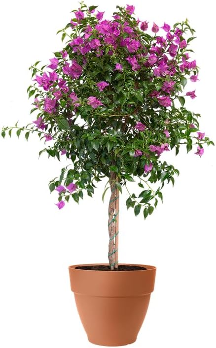 elho Vibia Campana Rotondo 65cm - Vaso Grande Marrone - immagine 8