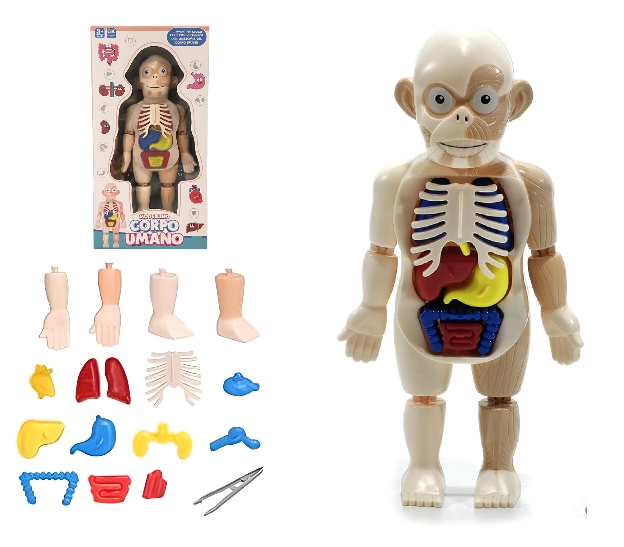 Modellino Corpo Umano per Bambini Modello Anatomico del Corpo Umano Giochi Educativi Bambini Studia Anatomia Umana Modello del Corpo 3D Organi Rimovibili Modello Realistico Display di Anatomia Umana