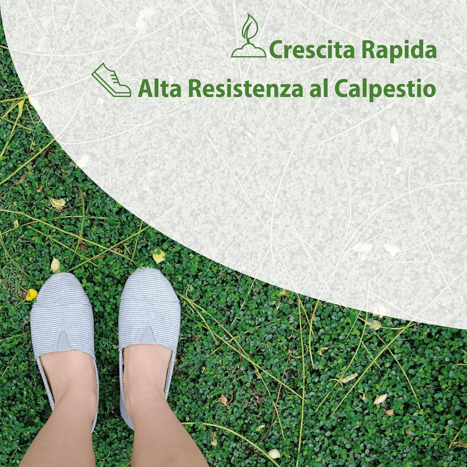 Agri-cultura® Dicondra Semi 50 m² - immagine 2