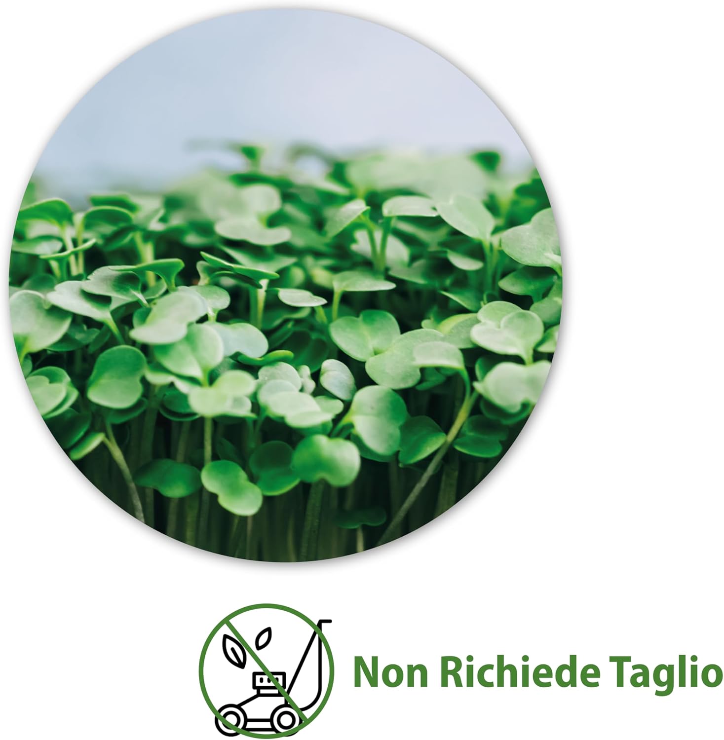 Agri-cultura® Dicondra Semi 50 m² - immagine 3