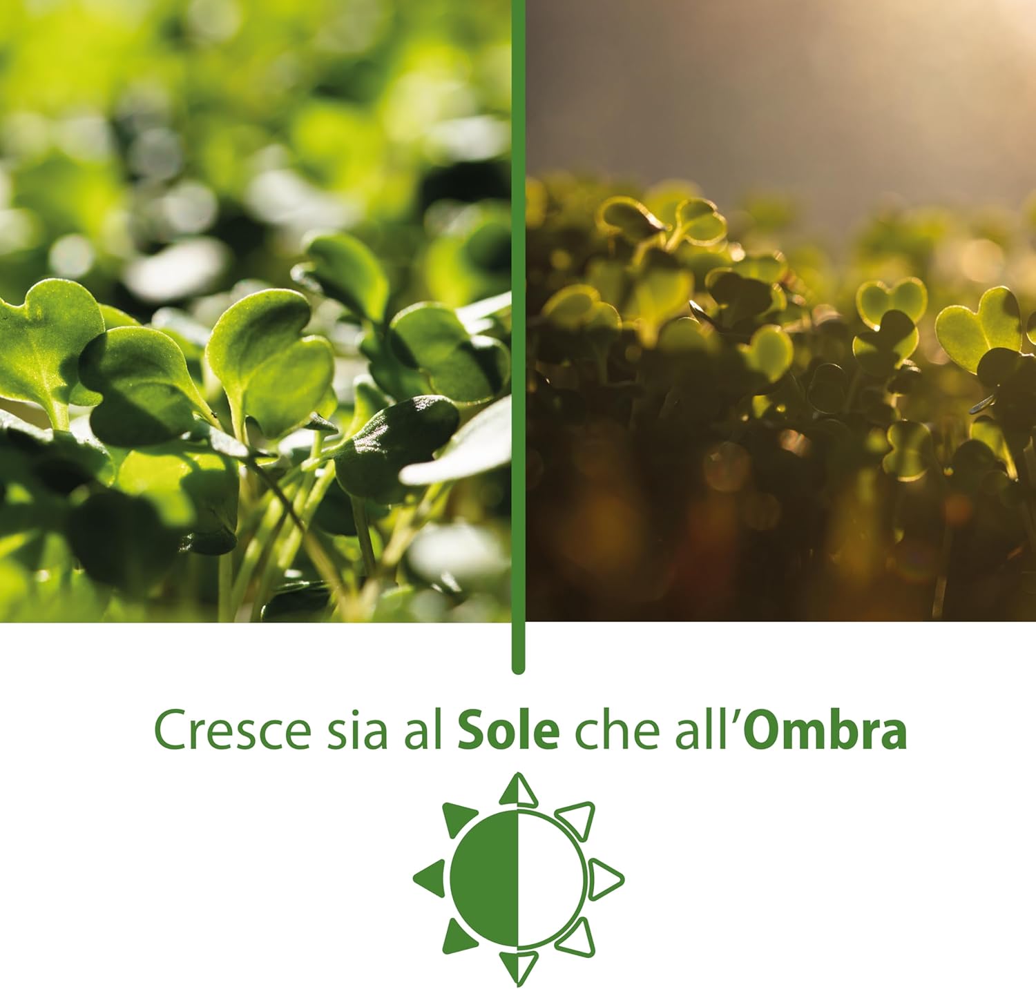 Agri-cultura® Dicondra Semi 50 m² - immagine 4