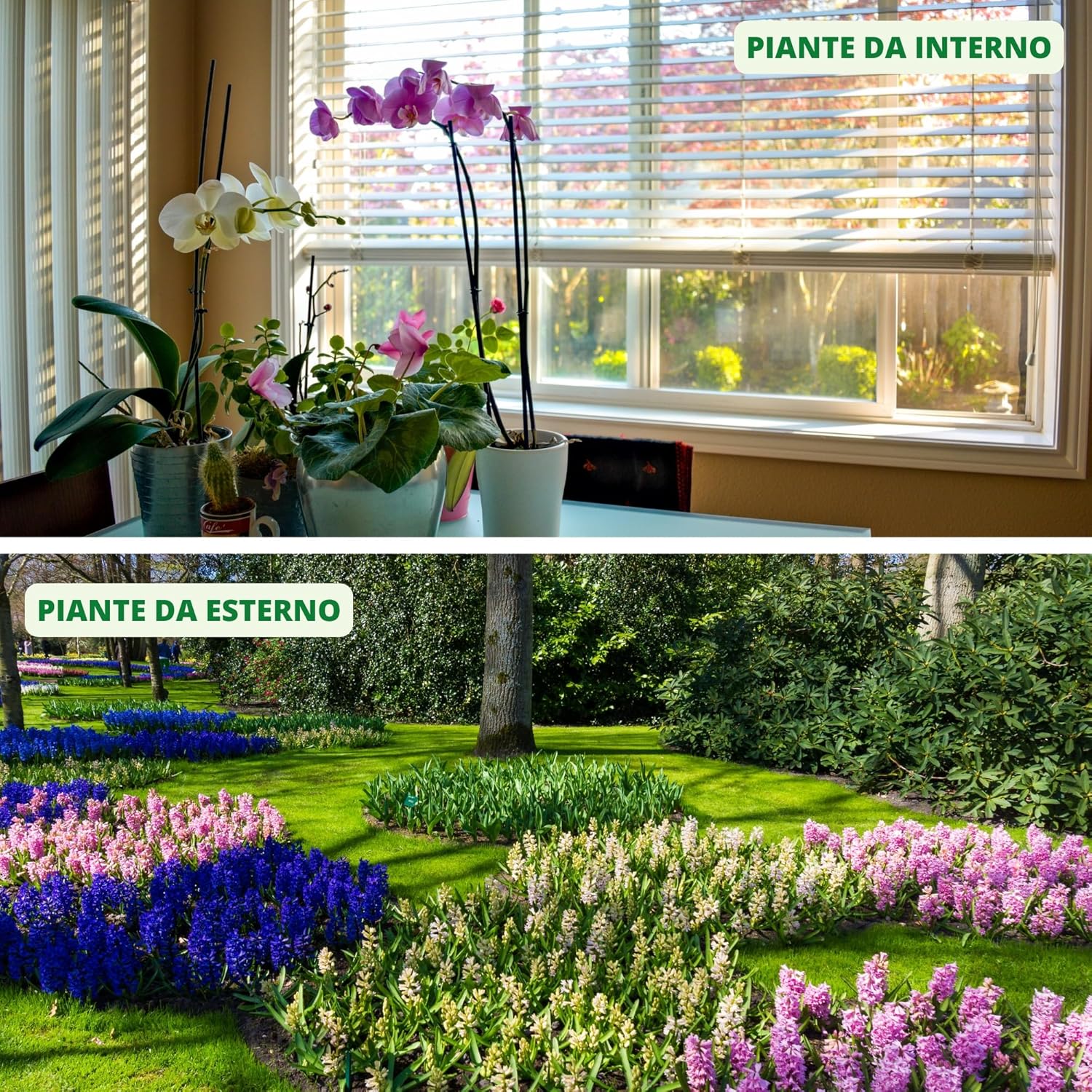 Gardemia Olio di Neem per Piante 1 Litro 100% Vegetale - immagine 7