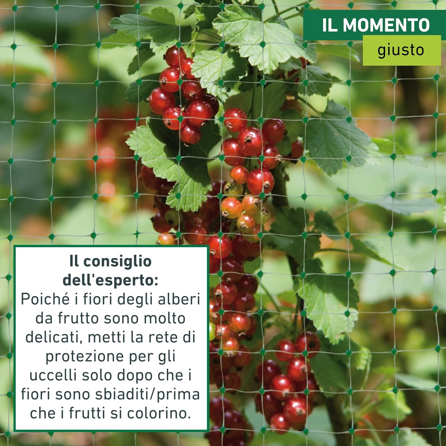 Windhager Rete Protezione Uccelli ORTONET 10x4m, Nero - immagine 4