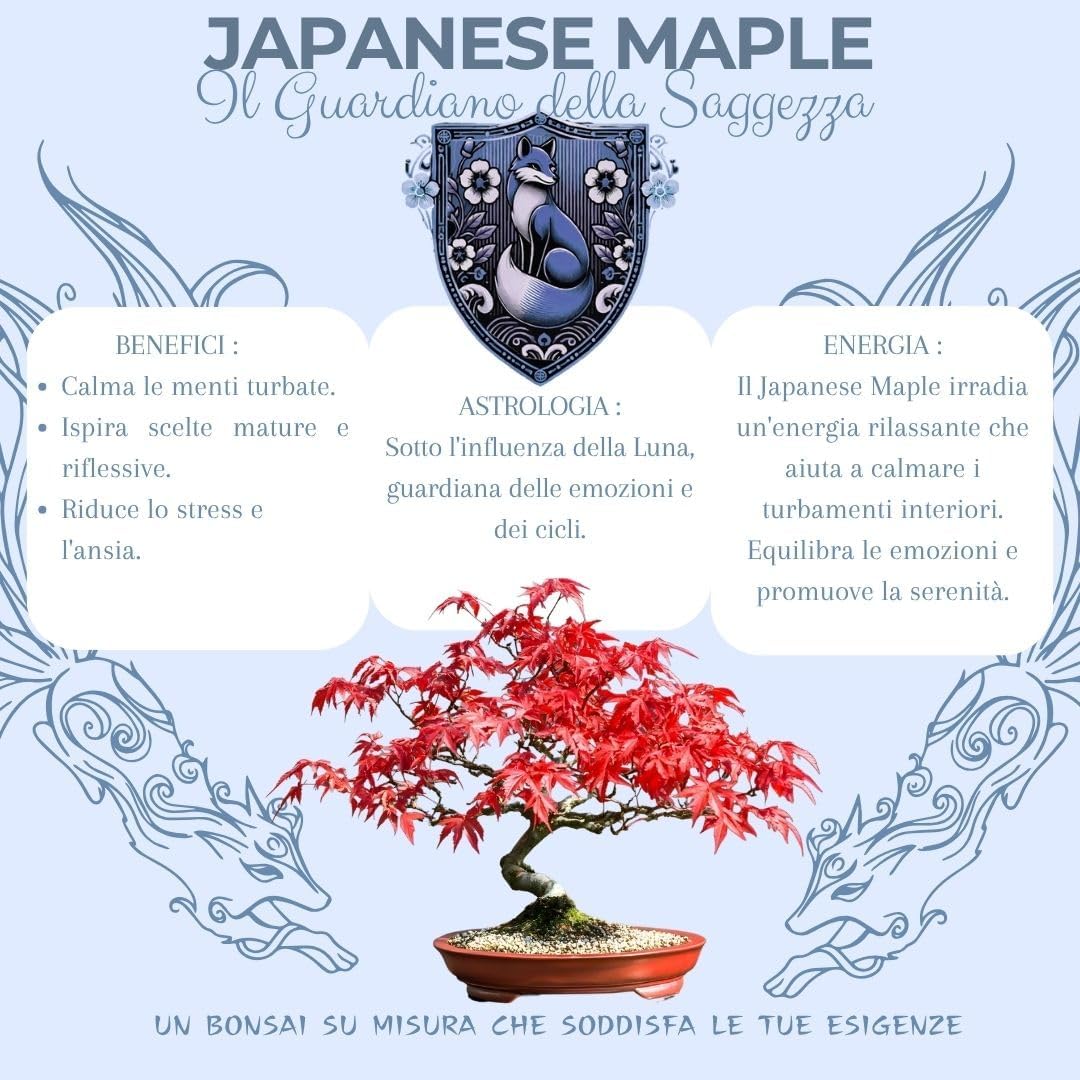 Cultivea Kit First Bonsai - Completo con Semi e Guida - immagine 3