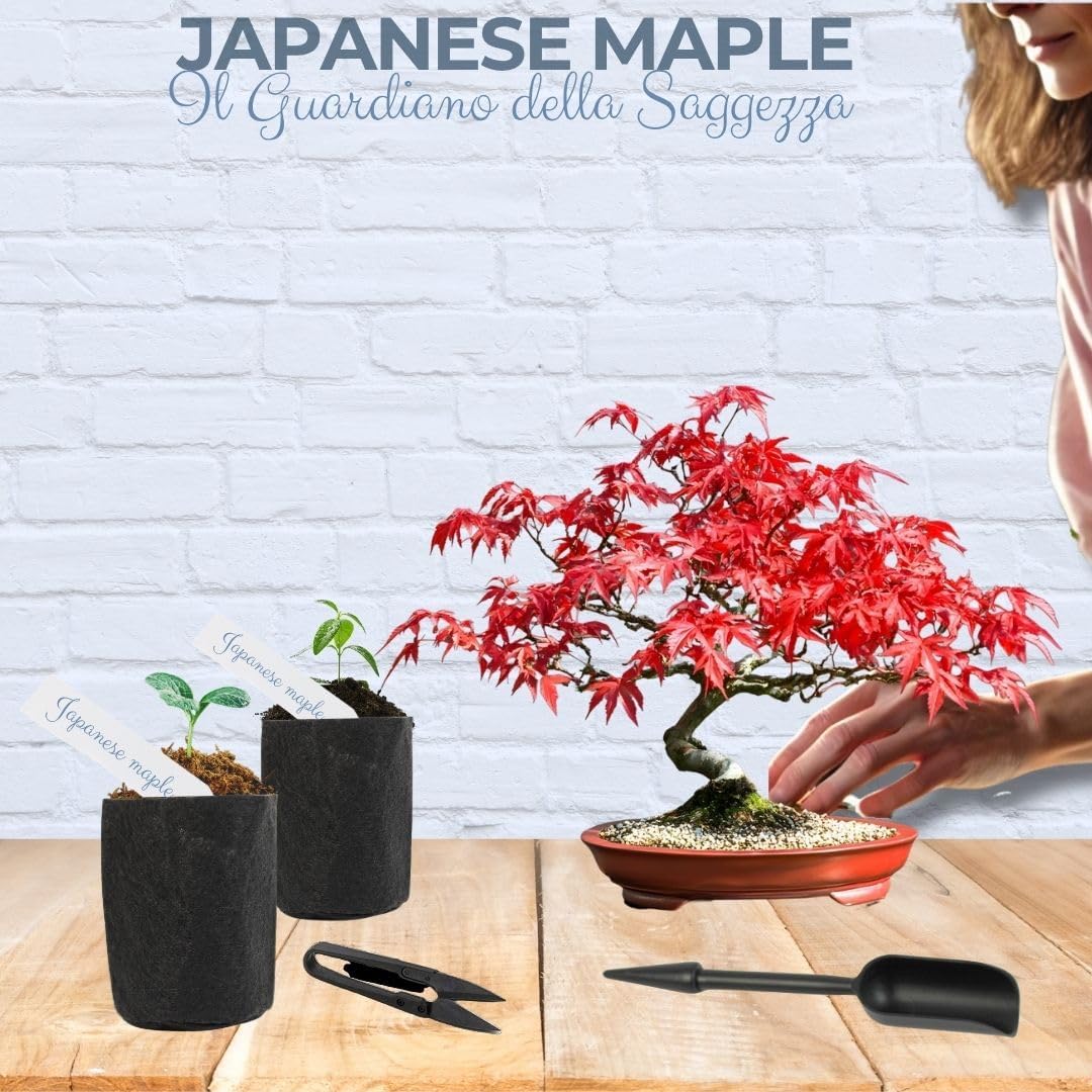 Cultivea Kit First Bonsai - Completo con Semi e Guida - immagine 5