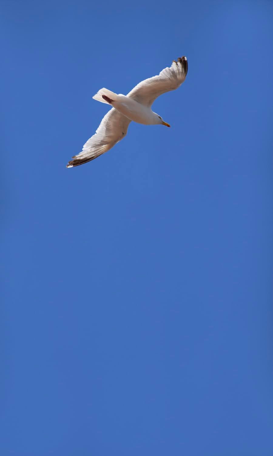 Rasch Carta da Parati Fotografica Magicwalls Gabbiano