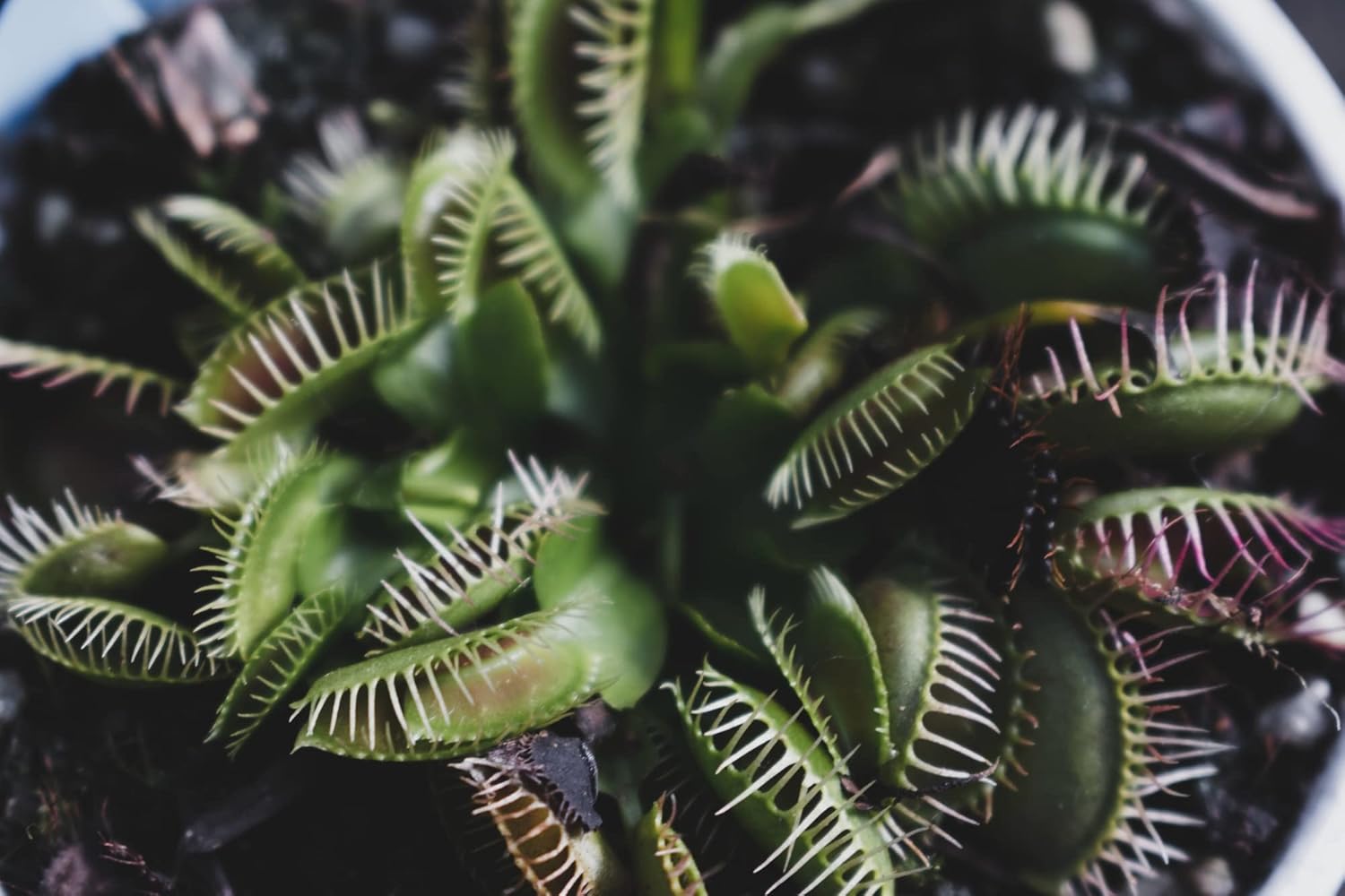 Garten lux Premium Monstera Terreau - 2 Litri - immagine 4