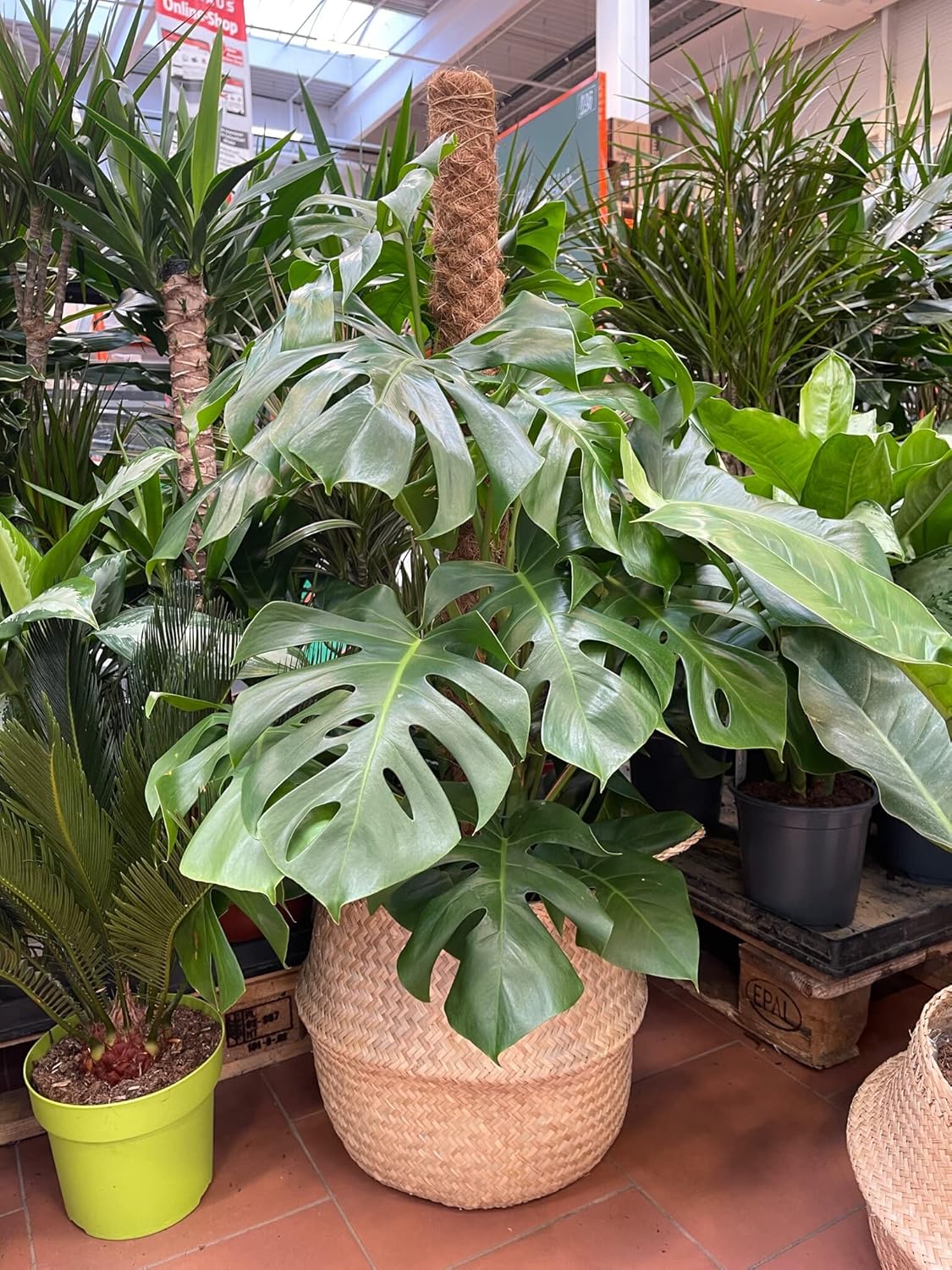 Garten lux Premium Monstera Terreau - 2 Litri - immagine 5