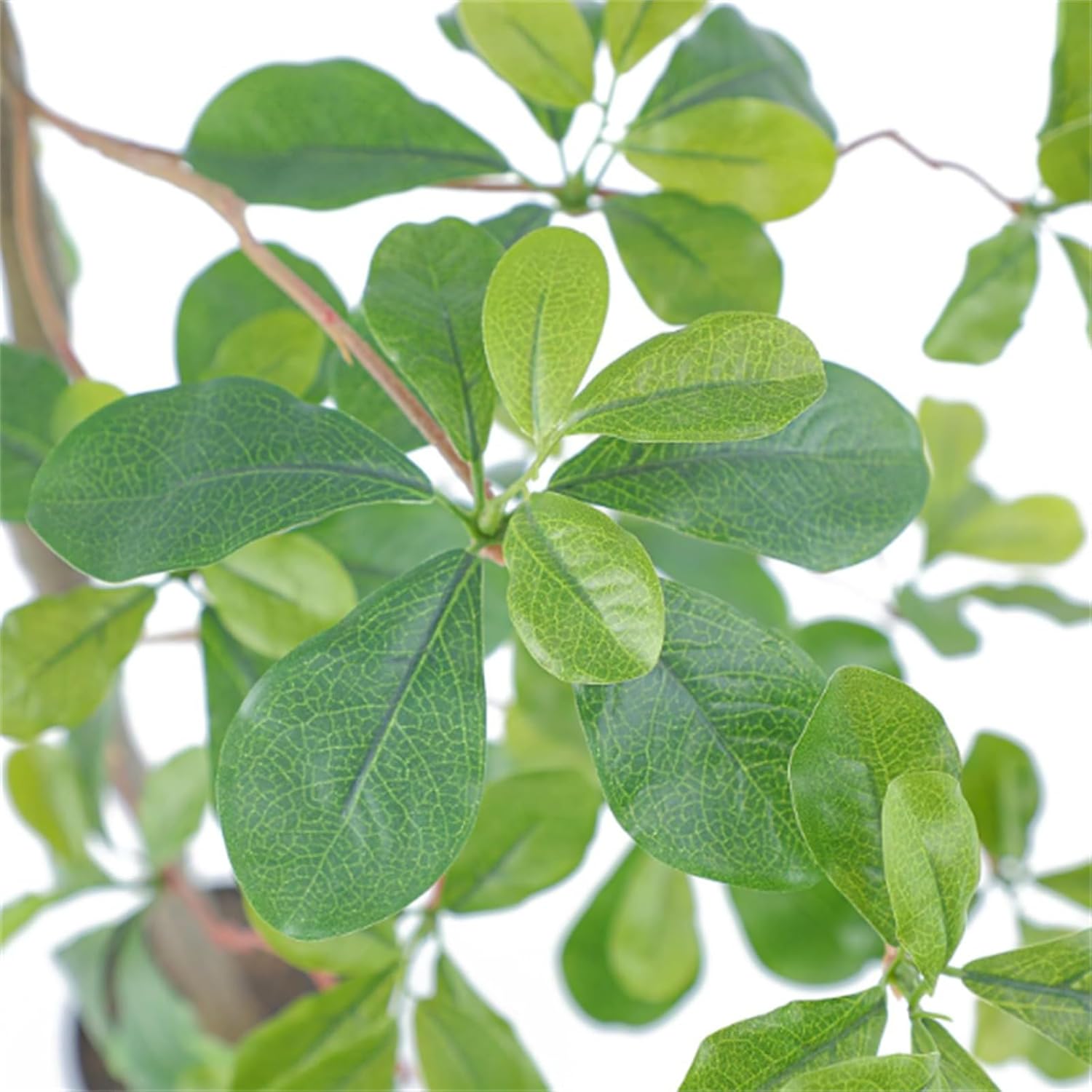 Zstar Schefflera Artificiale 180 cm con Vaso - immagine 5