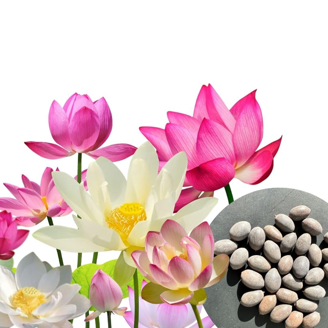 30 Semi di Fiori di Loto Premium Mix 3 Colori