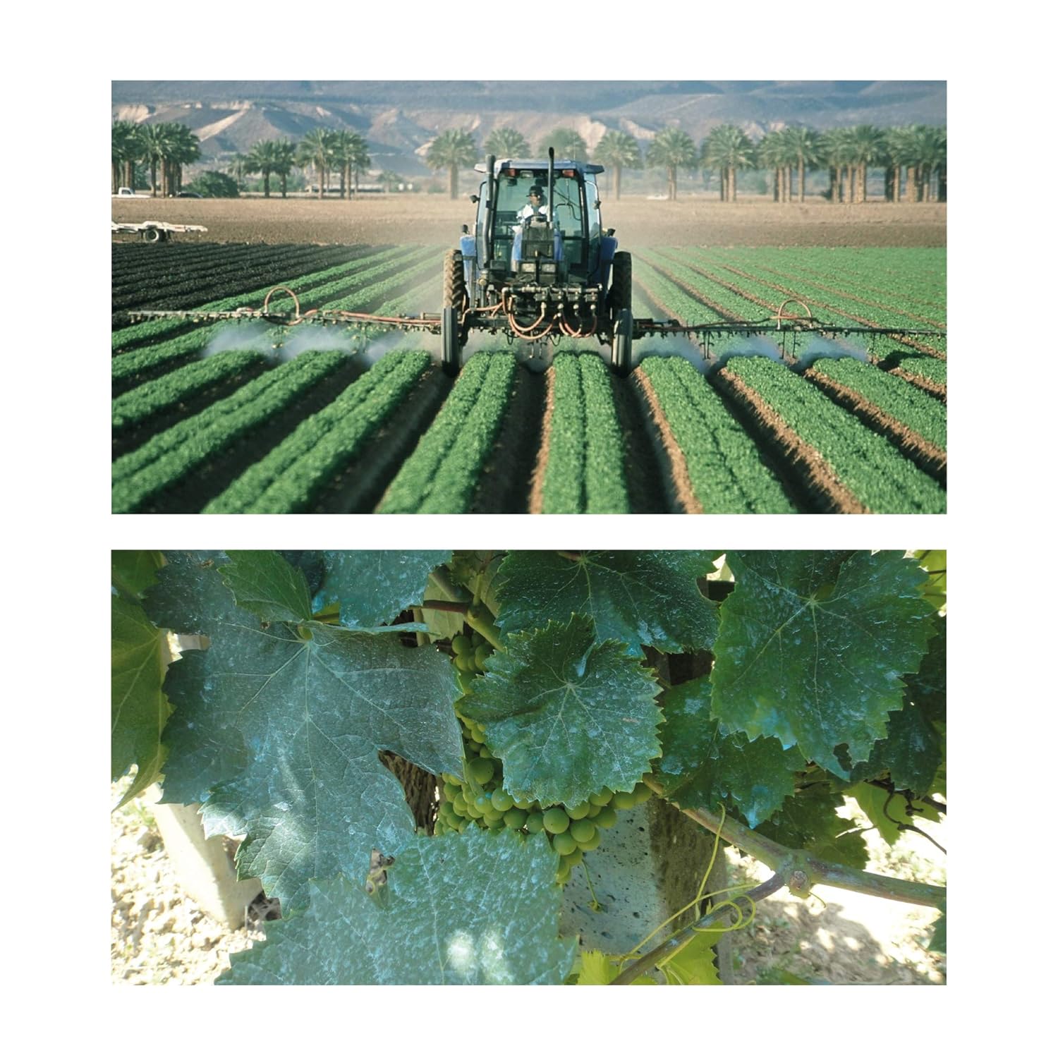 Albagarden Polti20 Bordolese Biologico 1 Kg - immagine 2