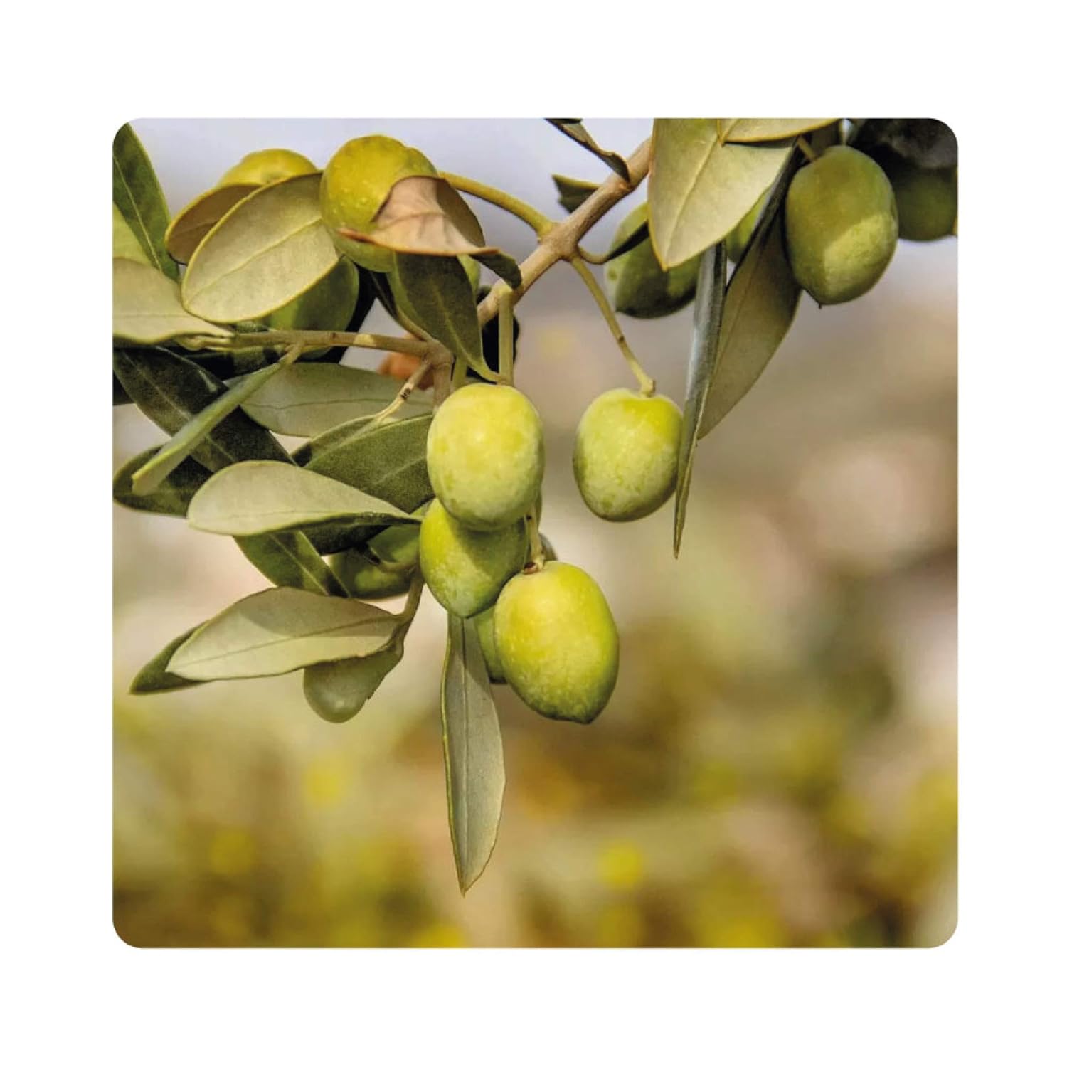 Albagarden Polti20 Bordolese Biologico 1 Kg - immagine 4