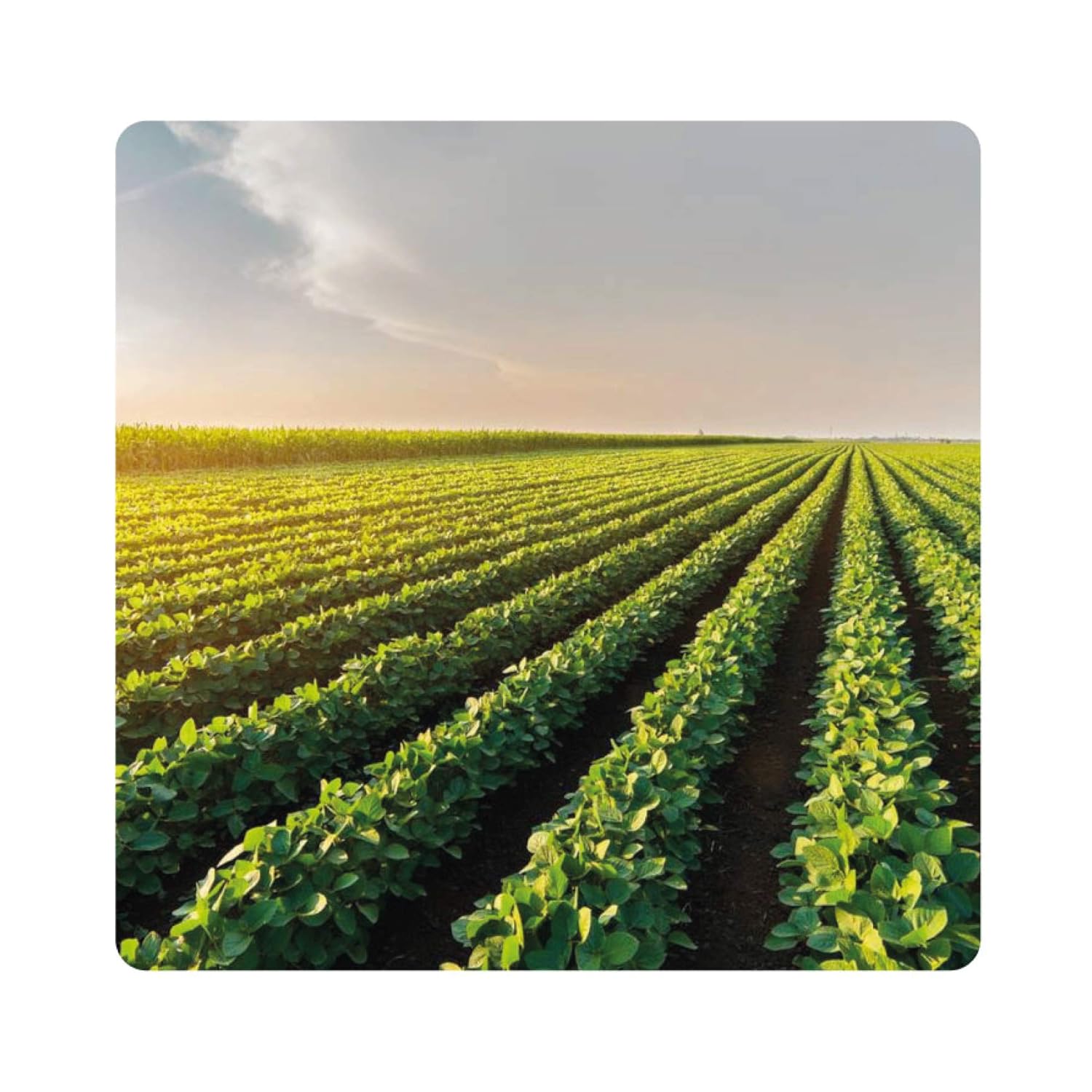 Albagarden Polti20 Bordolese Biologico 1 Kg - immagine 6