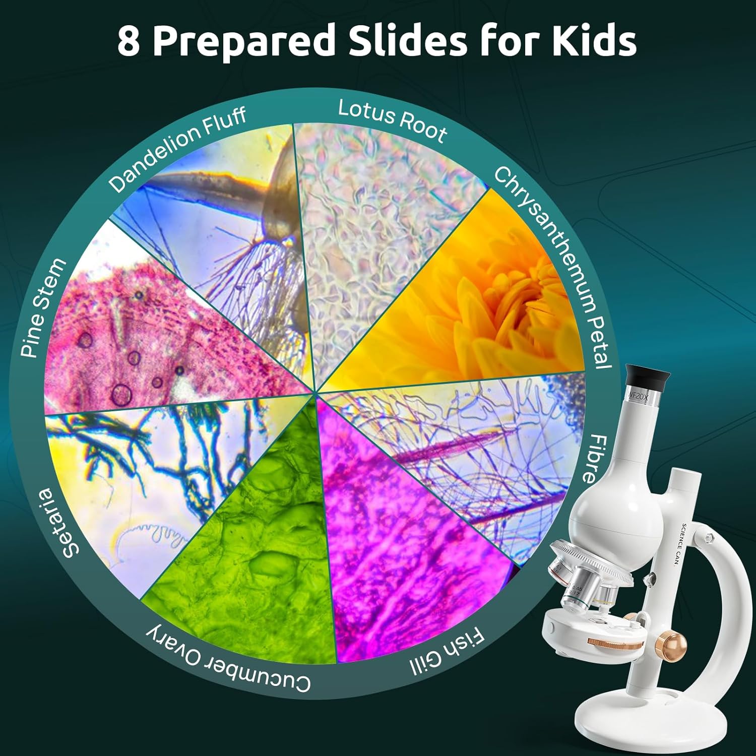 Science Can Microscopio per Bambini 40X-1600X LED - immagine 5