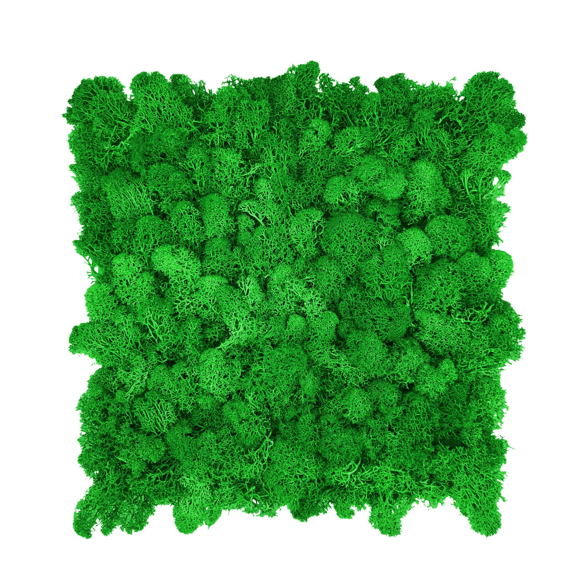 GJS Piastre Muschio Islandese Autoadesive 25x25 cm