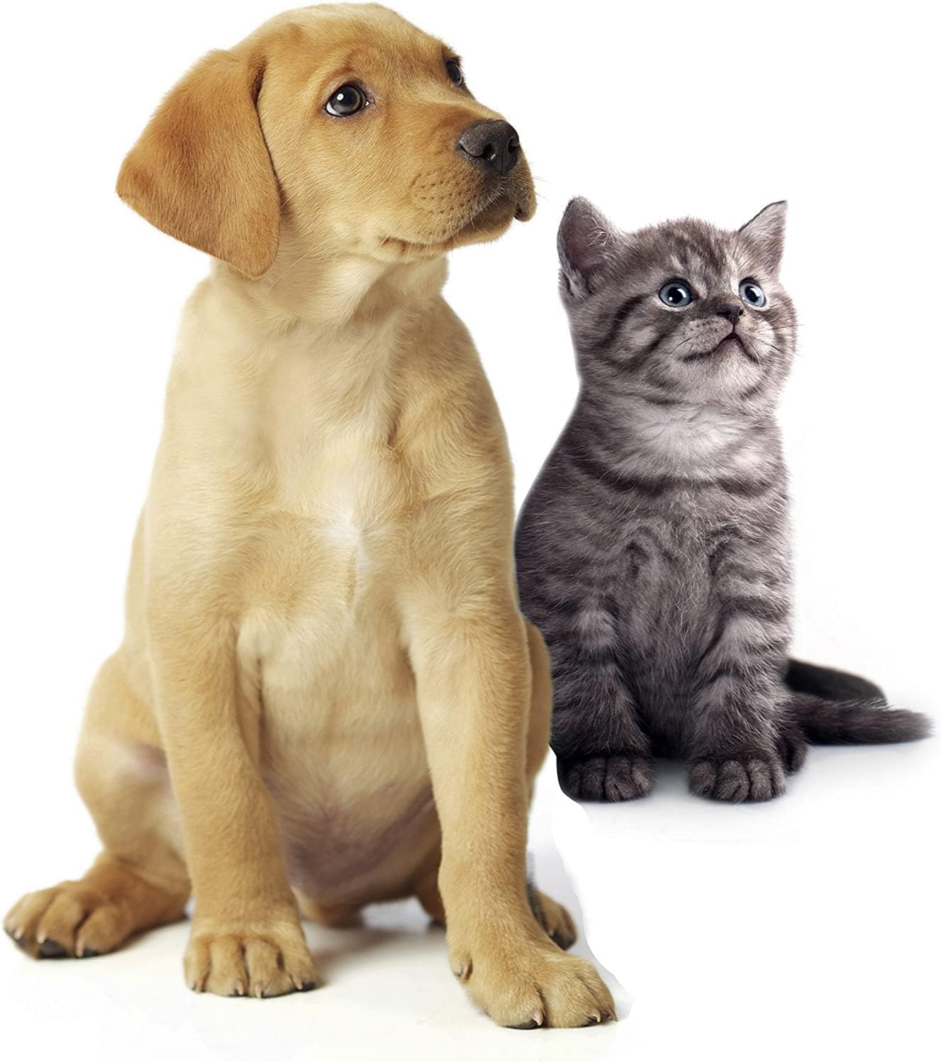 Rowenta Zr001120 Animal Kit, Plastica - immagine 3