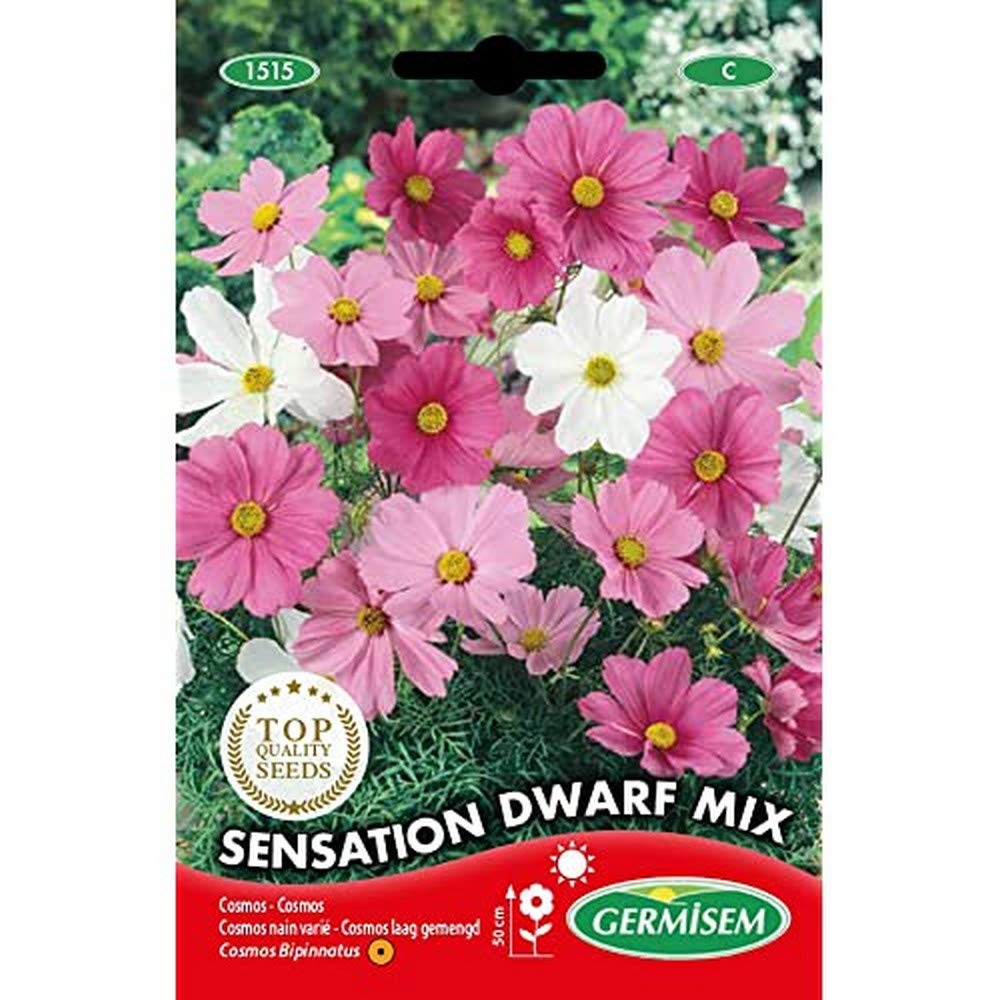 Germisem Carpet of Snow Alyssum Semi di Fiori 0.5 g | Velz