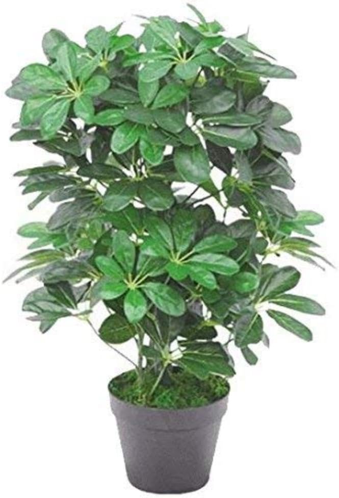 Schefflera Arboricola Artificiale - Pianta Ombrello 55cm - immagine 1