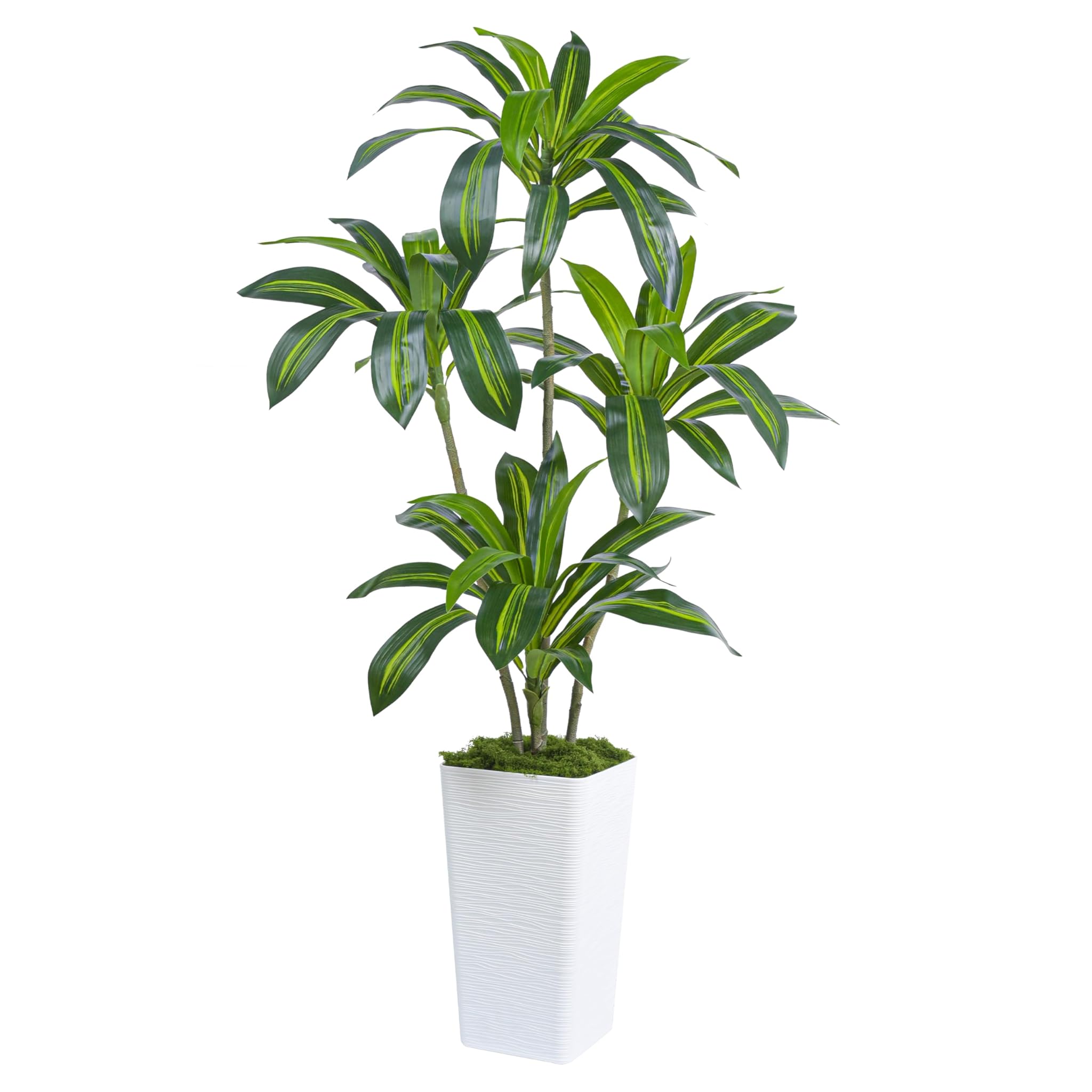 Dracaena Artificiale per Interni 150cm con Fioriera