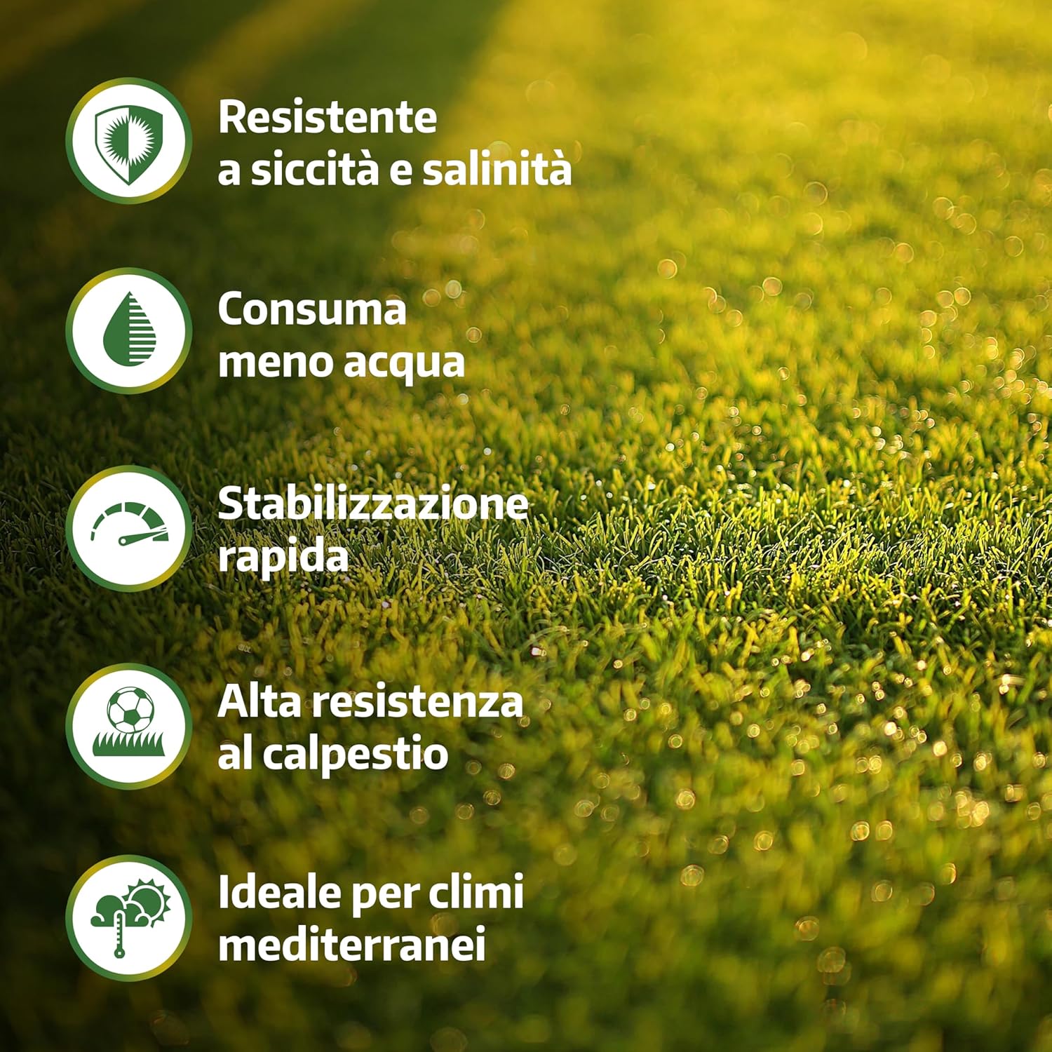 Lerava® Semi Gramigna per Prato Calpestabile 1kg (100m²) - immagine 2